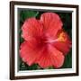 Hibiscus Bloom-Herb Dickinson-Framed Photographic Print