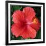 Hibiscus Bloom-Herb Dickinson-Framed Photographic Print