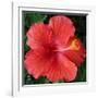 Hibiscus Bloom-Herb Dickinson-Framed Photographic Print