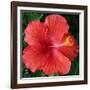 Hibiscus Bloom-Herb Dickinson-Framed Photographic Print