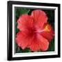 Hibiscus Bloom-Herb Dickinson-Framed Photographic Print