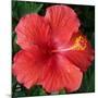 Hibiscus Bloom-Herb Dickinson-Mounted Photographic Print