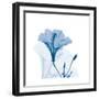 Hibiscus Chiller-Albert Koetsier-Framed Art Print