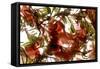 Hibiscus Coleus Array, 2009-Julia McLemore-Framed Stretched Canvas