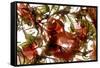 Hibiscus Coleus Array, 2009-Julia McLemore-Framed Stretched Canvas