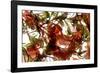 Hibiscus Coleus Array, 2009-Julia McLemore-Framed Photographic Print