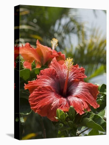 Hibiscus, Costa Rica-Robert Harding-Stretched Canvas