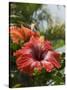 Hibiscus, Costa Rica-Robert Harding-Stretched Canvas