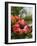 Hibiscus, Costa Rica-Robert Harding-Framed Photographic Print