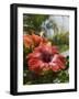 Hibiscus, Costa Rica-Robert Harding-Framed Photographic Print
