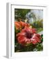 Hibiscus, Costa Rica-Robert Harding-Framed Photographic Print