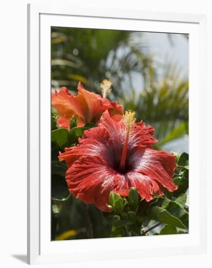 Hibiscus, Costa Rica-Robert Harding-Framed Photographic Print