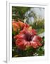 Hibiscus, Costa Rica-Robert Harding-Framed Photographic Print