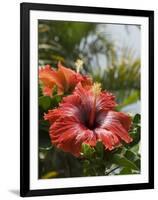 Hibiscus, Costa Rica-Robert Harding-Framed Photographic Print