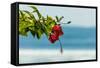 Hibiscus Flower at Popular Playa Guiones Beach-Rob Francis-Framed Stretched Canvas