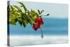 Hibiscus Flower at Popular Playa Guiones Beach-Rob Francis-Stretched Canvas
