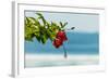 Hibiscus Flower at Popular Playa Guiones Beach-Rob Francis-Framed Photographic Print