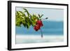 Hibiscus Flower at Popular Playa Guiones Beach-Rob Francis-Framed Photographic Print