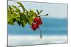 Hibiscus Flower at Popular Playa Guiones Beach-Rob Francis-Mounted Photographic Print