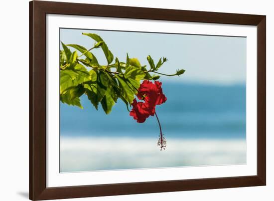 Hibiscus Flower at Popular Playa Guiones Beach-Rob Francis-Framed Photographic Print