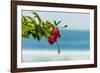 Hibiscus Flower at Popular Playa Guiones Beach-Rob Francis-Framed Photographic Print