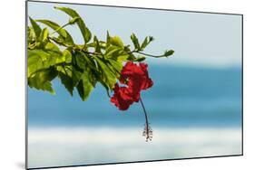 Hibiscus Flower at Popular Playa Guiones Beach-Rob Francis-Mounted Photographic Print