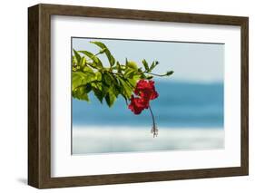 Hibiscus Flower at Popular Playa Guiones Beach-Rob Francis-Framed Photographic Print