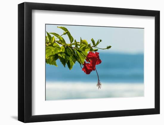 Hibiscus Flower at Popular Playa Guiones Beach-Rob Francis-Framed Photographic Print