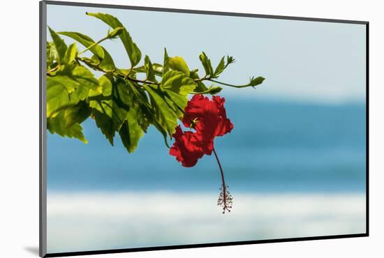 Hibiscus Flower at Popular Playa Guiones Beach-Rob Francis-Mounted Photographic Print