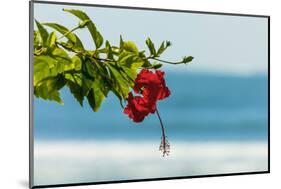 Hibiscus Flower at Popular Playa Guiones Beach-Rob Francis-Mounted Photographic Print