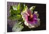 Hibiscus Flower, California-Zandria Muench Beraldo-Framed Photographic Print