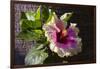 Hibiscus Flower, California-Zandria Muench Beraldo-Framed Photographic Print