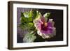 Hibiscus Flower, California-Zandria Muench Beraldo-Framed Photographic Print