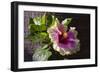 Hibiscus Flower, California-Zandria Muench Beraldo-Framed Photographic Print