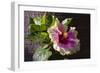 Hibiscus Flower, California-Zandria Muench Beraldo-Framed Photographic Print