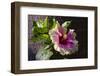Hibiscus Flower, California-Zandria Muench Beraldo-Framed Photographic Print