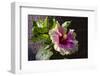 Hibiscus Flower, California-Zandria Muench Beraldo-Framed Photographic Print