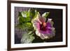 Hibiscus Flower, California-Zandria Muench Beraldo-Framed Photographic Print