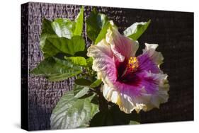 Hibiscus Flower, California-Zandria Muench Beraldo-Stretched Canvas