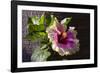 Hibiscus Flower, California-Zandria Muench Beraldo-Framed Photographic Print