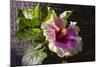 Hibiscus Flower, California-Zandria Muench Beraldo-Mounted Photographic Print