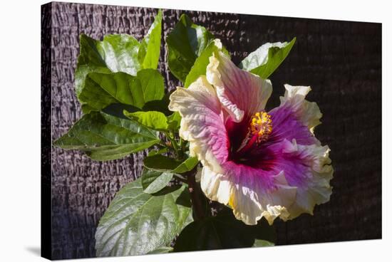 Hibiscus Flower, California-Zandria Muench Beraldo-Stretched Canvas