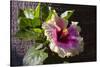 Hibiscus Flower, California-Zandria Muench Beraldo-Stretched Canvas