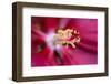 Hibiscus flower close-up, Hibiscus-Adam Jones-Framed Photographic Print