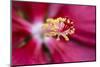 Hibiscus flower close-up, Hibiscus-Adam Jones-Mounted Photographic Print