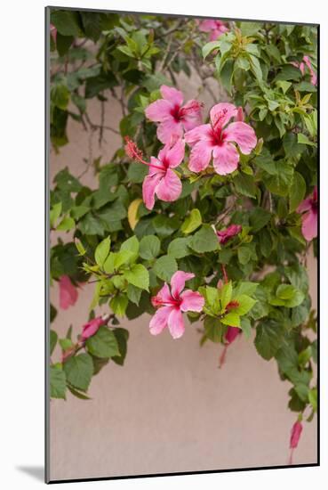 Hibiscus Flower, Cozumel, Mexico-Jim Engelbrecht-Mounted Photographic Print