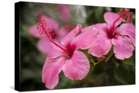 Hibiscus Flower, Cozumel, Mexico-Jim Engelbrecht-Stretched Canvas