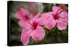 Hibiscus Flower, Cozumel, Mexico-Jim Engelbrecht-Stretched Canvas