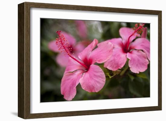 Hibiscus Flower, Cozumel, Mexico-Jim Engelbrecht-Framed Photographic Print