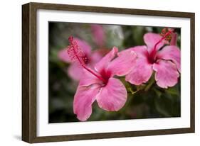 Hibiscus Flower, Cozumel, Mexico-Jim Engelbrecht-Framed Photographic Print